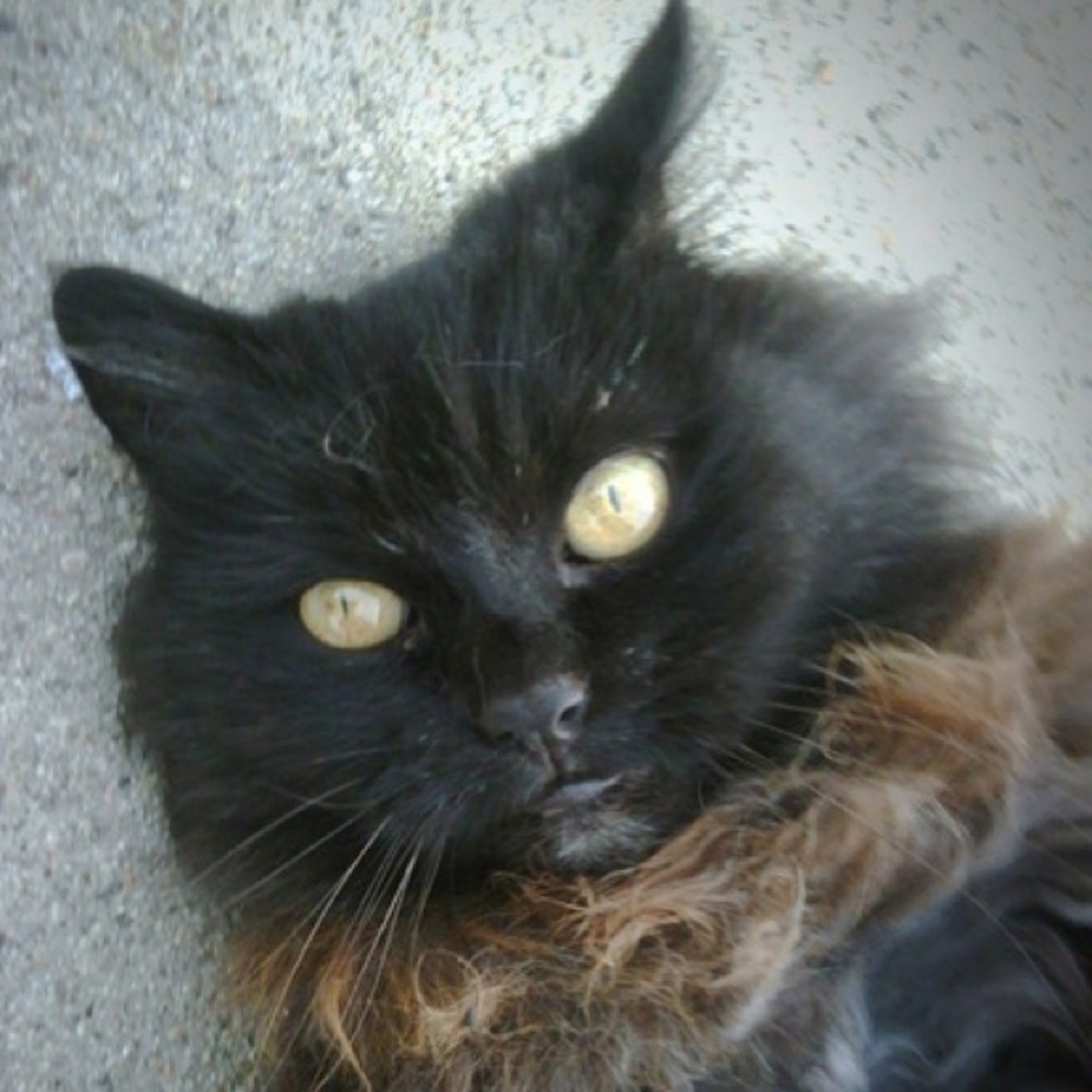 Meet your Posher, Francine